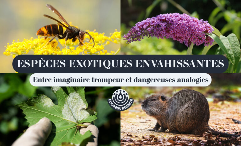 ESPÈCES EXOTIQUES ENVAHISSANTES – Entre imaginaire trompeur et dangereuses analogies 4 (1)